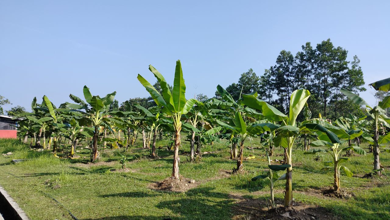 Banana Farm